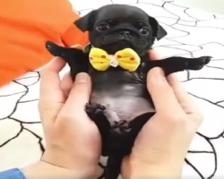 Smallest, Cutest, Itty-Bittiest “Pug-let” Will Steal Your Heart!