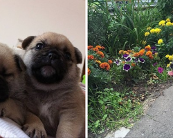 What Happens When You Cross A Pug With Other Dog Breeds