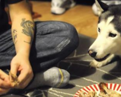 Adorable Husky Tells His Dad To Hurry Up While Making Him Dinner