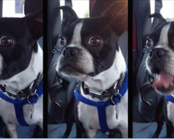 Boston Terrier Lets Out Hilariously Unusual Bark Every Time He Spots A Dog