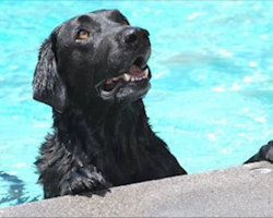 Mom’s terrified when newborn baby falls into the pool. Then family dog saves the day