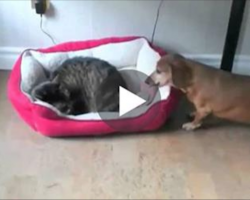 How These Dogs React To Finding Cats Sleeping In Their Beds Will Leave You In Stitches