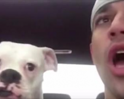 Man tells dog to ‘shut up’ — dog’s response is hilarious
