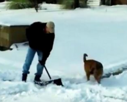 Man’s trying to shovel snow. Now watch his dog hilariously try to help him