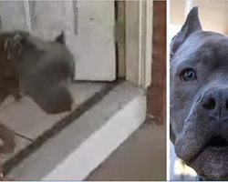 Mom’s Confused When Pit Bull Darts Outside, Then Realizes A Neighbor Is Being Beaten By Husband