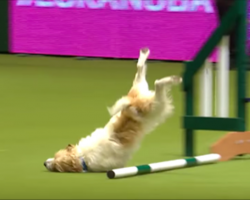 Agility course fail doesn’t stop this dog, and it has the announcer in stitches