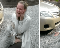Dog Faints After Seeing Owner for the First Time in 2 Years – So Unexpected (WATCH)