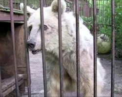 Bear was held captive for over 30 years, has priceless reaction when she’s finally freed