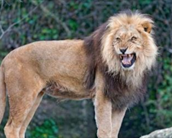 12-year-old is abducted and beaten by men, then 3 lions save her life