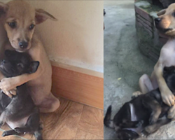 Even After Being Rescued, Two Abandoned Puppies Won’t Stop Hugging Each Other