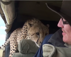 Unsuspecting tourist turns around to see a surprise co-pilot has joined him on safari