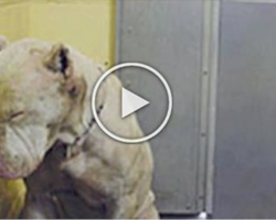 They Called Him A MONSTER – Until She Looked In His Eyes And Saw THIS!
