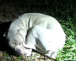 An abused puppy had completely given up. But watch when the police arrive…