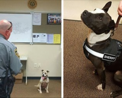 Instead of spending $15,000 on german shepherds, police are adopting rescue pit bulls