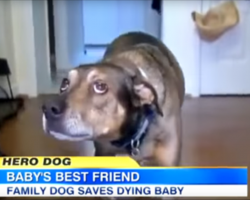 This rescue dog knew something was wrong with the baby and alerted the family to save the day.