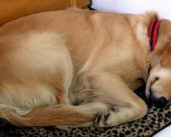 Strange dog keeps wandering into her home to sleep, then she finds a note attached to his collar