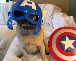 Earth’s Mightiest (and Most Adorable) Heroes… Avenger Pugs!