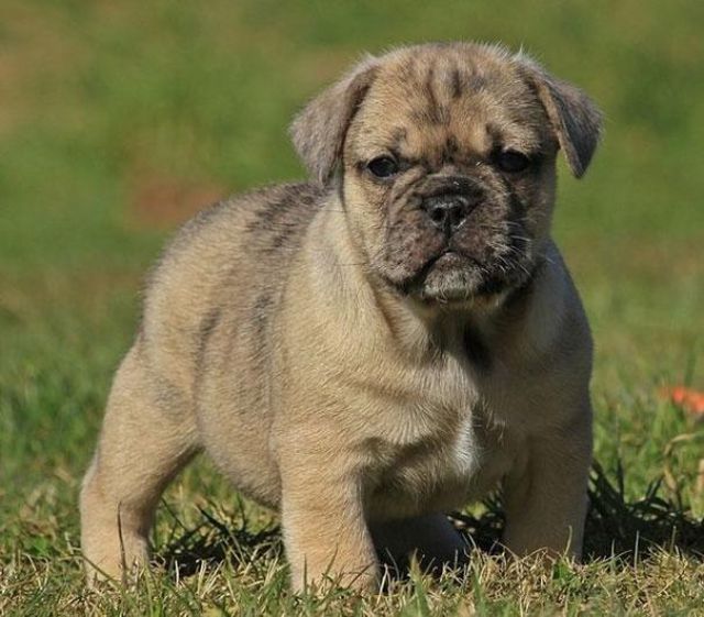 Pug and English Bulldog Miniature Bulldog