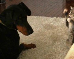Adorable Rescue Kitten Shows Off Her ‘Ninja’ Moves To Big Doberman