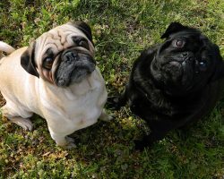 5 Annoying Habits All Pug Owners Learn To Love