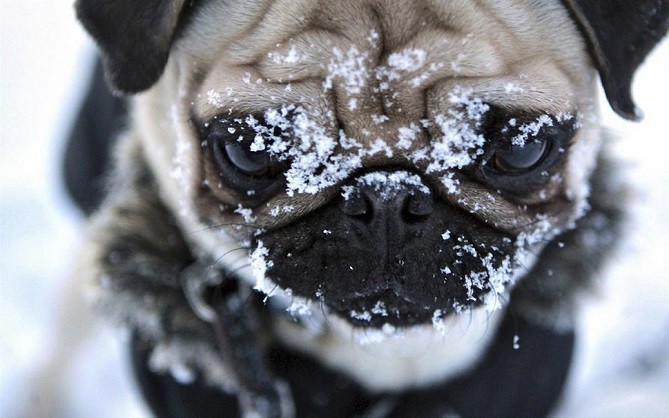 face pug snow closeup