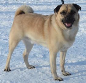 husky pug mix