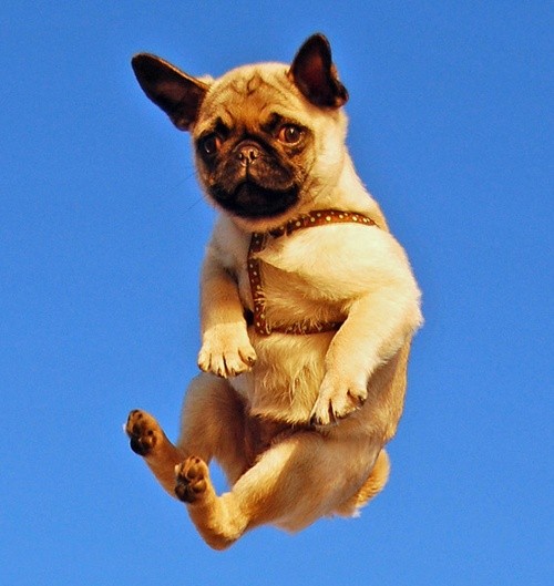 jumping pug sky