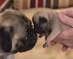 Momma Pug Gives Birth To TEN Puppies!!
