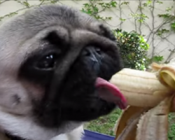 12 Vegetables And Fruits Your Dogs Absolutely Love To Eat