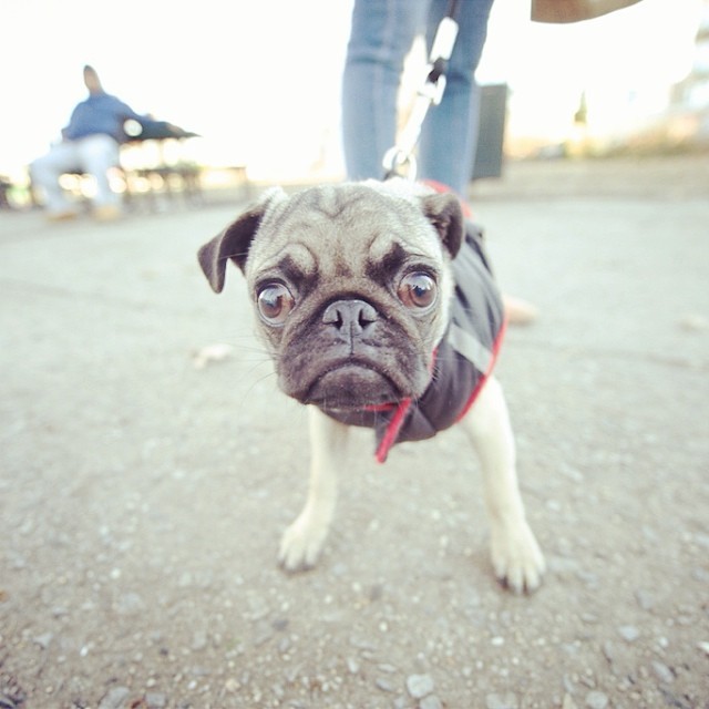 pug street photo pics