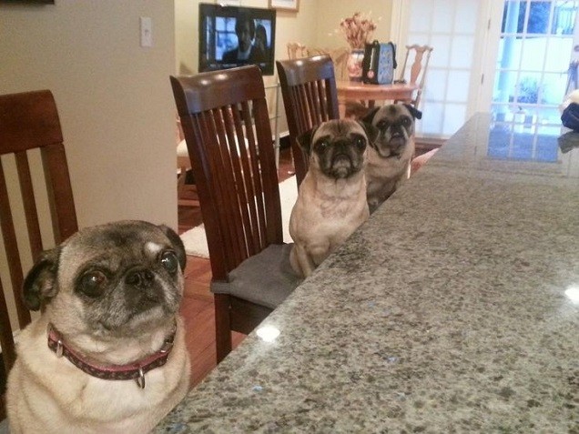 pugs dinner table photo