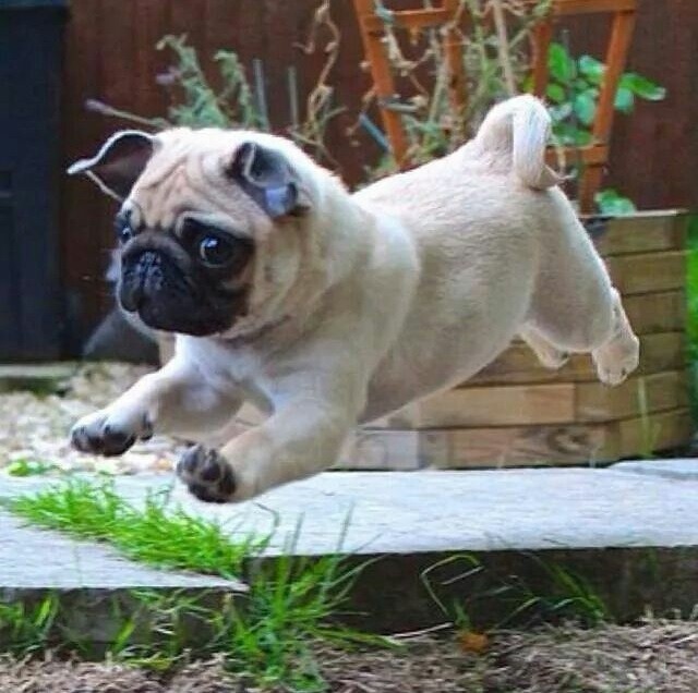 running pug pics cute