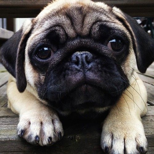 sad pug looking photo
