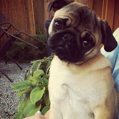 sad pug photo pics eyes image