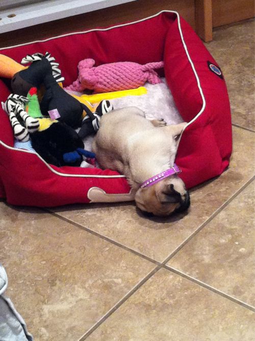 sleeping pug pics toys funny