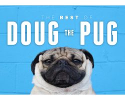 The Best of Doug the Pug. It’s Awesome.