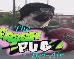 Doug the Pug is Now… The Fresh “Pug” of Bel-Air!