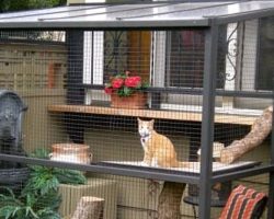 Cat owners everywhere are building ‘catios’ in their backyard. These photos prove the latest craze is real