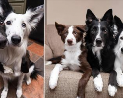 Adorable dogs love to cuddle with each other. Then owner introduces them to a new brother