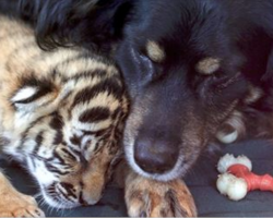 3 tiger cubs are abandoned by their mom. Zoo workers are shocked when a dog ‘adopts’ them