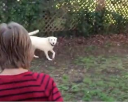 Boy And Neighbor’s Dog Share Emotional Reunion After Year Apart