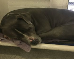 Dog Is In Tears After Family Leaves Him At High-Kill Shelter, Then A Hero Comes to Dry Them