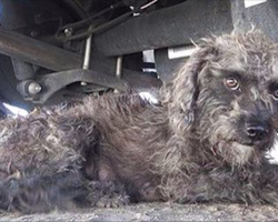 Rescuer finds what a dog is hiding after he reaches his hand out to help