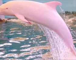 Boaters in Louisiana spot a very rare sight, capture a pink dolphin swimming in the waters