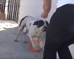 They approached a limping pit bull but didn’t expect his friend to show up