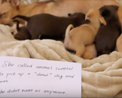 Animal control was told to pick up a dead dog and her puppies, but look at what they discovered