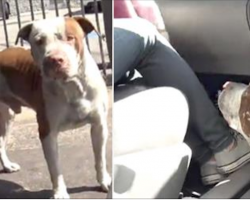 Lonely dog wanders alone without shelter or food, jumps inside stranger’s car at first chance