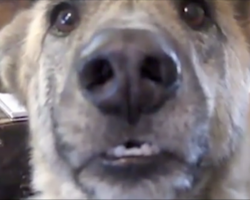 He tells his dog that he ate all the food. Turn up the volume, we still can’t stop laughing