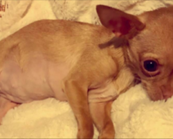 Tiny Chihuahua Lived Most Of Her Life In Complete Darkness – Until Her Rescue Mom Shows Up