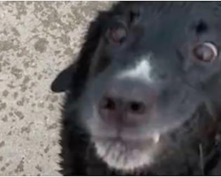 Dog Throws Hilarious Tantrum At Beach